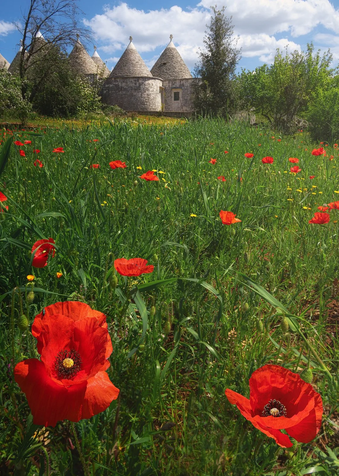 Prato di papaveri rossi in fiore davanti a un gruppo di trulli nella Valle d'Itria